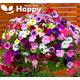 Trailing petunia mixed seeds - 2000 seeds - flower seeds - annual