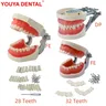 Modello di denti 28/32 per la formazione pratica del tecnico odontotecnico studio FE/DP Jaw Typodont
