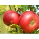 Direct Plants Discovery Apple Fruit Tree 4-5Ft Tall Juicy & Sweet M26 Dwarf