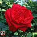 Thompson & Morgan Rose Breeders Choice Red 1 Bare Root Plant