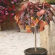 You Garden Patio Peach Tree 'crimson' Bare Root Tree 70Cm Tall Ready To Plant Out Bare Root Plants For Gardens And Outdoors Perfect In Pots