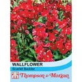 Thompson & Morgan Wallflower Scarlet Bedder 1 Seed Packet (200 Seeds)