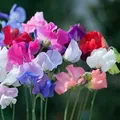 Thompson & Morgan Sweet Pea Old Fashioned Ladies 1 Seed Packet (20 Seeds)