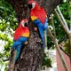 Resin Parrot Garden Statue Wall Mounted Outdoor Garden Tree Animal Sculpture Decoration for Home
