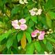 Flowering Pink Dogwood Cornus Tree Seeds 5Pcs