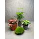 Small Terrarium Plant Set | Asparagus Setaceus, Fittonia, Ivy Terra Plant Starter Kit Mini Baby Plants Cushion Moss Terrarium