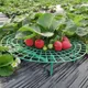 5PCS Gardening Stand Strawberry Stand Frame Holder Balcony Planting Rack Fruit Support Plant Flower