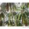 Catherine Mead Tropical Breeze Artwork Print - NO FRAME (PRINT ONLY)