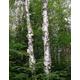 Paper Birch Tree 500 Seeds | Betula Papyrifera Grown As A Single Or Small Forest. A Leafed Fast Growing Deciduous Tree