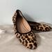 Madewell Shoes | Madewell Reid Leopard Print Calf Hair Ballet Flat Womens 11 | Color: Black/Tan | Size: 11