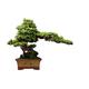 Artificial Plants Artificial Tree Bonsai Decoration Purple Sand Flowerpot Artificial Leaves Artificial Potted Tree Living Room Study Room Office Bonsai Pine Tree