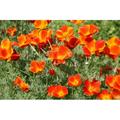 Mikado California Poppy Seeds 250+ Flower Eschscholzi Californica USA