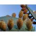 50 OPUNTIA PRICKLY PEAR CACTUS FRUIT ORGANIC SEEDS SEMILLAS DE TUNA ORGANICAS