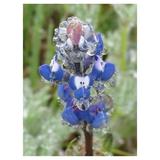 Lupinus Bicolor | & Annual & Miniature & Pigmy-leaved Lupine | 20_Seeds