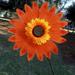 Yoloke Sunflower Lawn Pinwheels Wind Spinners Large Windmill Pinwheel for Garden Yard Party Outdoor Decor (Sunflower Pinwheels)