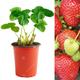 (10) Strawberry 'Cambridge Favourite' Hardy Garden Fruit Bush Plants | 9Cm Pot