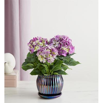 1-800-Flowers Seasonal Gift Delivery Blissful Blooming Hydrangea Small Purple
