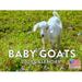 Baby Goat Calendar 2024 Wall Calander Monthly 12 Month
