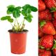 (5) Strawberry 'Elsanta' Mid Season Fruit Bush Garden Plants | 9Cm Pot