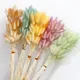 30/60pcs Dried Lagurus Grass Natural Fluffy Dry Pampas Bouquet for Home Decoration Dried Flower