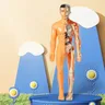 Modello di Torso del corpo umano 3d per modello di anatomia del bambino modello anatomico di
