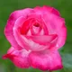 Carbeth Plants Rose Bush 'gaujard' - Double Petalled Hybrid Tea Rose Bush In 3 Litre Pot