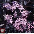 Thompson & Morgan Sambucus Nigra Black Beauty 9Cm Potted Plant X 1