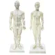 48CM/50CM Female Male Acupuncture Points Human Body Head Foot Hand Mode Base Human Acupuncture