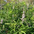 Vitex agnus-castus 'Pink Pinnacle'