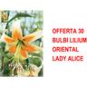 Bulbi primaverili offerta 30 bulbi lilium oriental lady alice bulbs