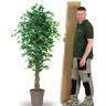 Ficus Artificiale Elegance Variegato - Tronco Liana - In varie misure da 150 e 175 cm. - 150