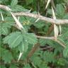 Acacia sphaerocephala - 20 - 40 cm