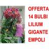 Offerta 14 bulbi lilium gigante empoli bulbs bulbes