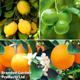 Citrus Tree Collection (Citrus Fruit)