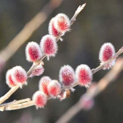 Salix Pink Pussy Willow 'Mount Aso' (3L Pot)