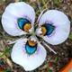 100 Butterfly Orchid Flower Seed & 20 Egret Orchid High Quality Home , Patio Plus Free Gift Limited Supply Order Now