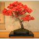 10 Liquidambar Bonsai Ornamental Houseplant Seeds - Fresh Seed Tropical House Plant Tree