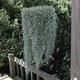 Annual Flower Seeds Dichondra Silver Fails | Packing 5 Pieces; Color Green-Silver Seeds. Garden Vine Rare