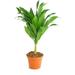 Succulents Dracaena Compacta Live Indoor and Outdoor Plant Easy Care Tropical Houseplant in Nursery Pot