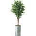 Primrue Artificial Ficus Plant in Planter Silk/Polyester/Plastic | 75" H x 13" W x 13" D | Wayfair 9D885CFCEB8E4C2BB2C4A66DF703BB33