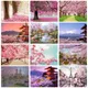 RUOPOTY – peinture moderne par numéros coloriage fait à la main par numéros Sakura peinture