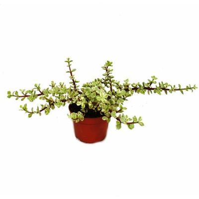 Zimmerpflanze - Portulacaria afra var. - Jadebaum - 12cm Topf