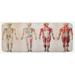 Beige 0.1" x 47" L X 19" W Kitchen Mat - East Urban Home Human Anatomy Kitchen Mat 0.1 x 19.0 x 47.0 in brown, | 0.1" H X 47" L X 19" W | Wayfair