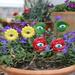 Artificial flowers 6 Pcs Funny Resin Plant Eyes Set Resin Garden Pot Plant Decor Spring Funny Plant Accessories Garden Decor Yard Decor Funny Miniature Garden Decoration Gifts Red