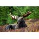 Elk in Wilderness Puzzle 2000 Pieces Animal World Puzzle Puzzle Storage: Cardboard Box and Resealable Bag Puzzle Dimensions 70x100CM