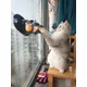 Jouet de rebord de fenêtre pour chat ventouse transparente balle de piste pour chat jouet mural