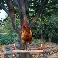 Altalena di pollo in legno uccelli morso giocattoli pappagallo altalena giocattolo per uccelli pollo