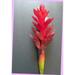 Artificial Ginger Lily Stem Silk Floral Tropical Hawaiian Flowers Rd Bouquet Realistic Flower Arrangements Craft Art Decor Plant for Party Home Wedding Decoration