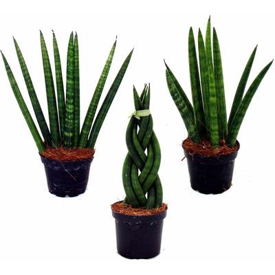 Sansevieria cylindrica - Pfiffiges 3er Set im 6,5cm Topf - Bogenhanf, Schwiegermutterzunge