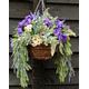 Spring Summer hanging Basket Purple Pansy